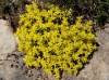 Sedum acre L.