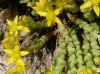 Sedum acre L.