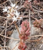 Sedum album ?