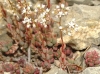 Sedum album ?