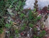 Sedum album L.