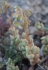 Sedum album L.
