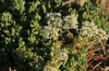 Sedum album L.
