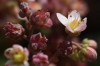 Sedum dasyphyllum L.
