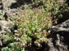 Sedum dasyphyllum L.