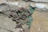 Sedum dasyphyllum L.
