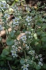 Sedum dasyphyllum L.