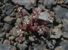 Sedum dasyphyllum L.