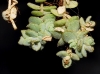 Sedum dasyphyllum L. subsp. glanduliferum (Guss.) Nyman