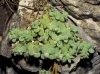 Sedum dasyphyllum L. subsp. glanduliferum (Guss.) Nyman
