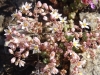 Sedum dasyphyllum L. subsp. glanduliferum (Guss.) Nyman