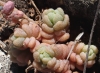 Sedum dasyphyllum L. subsp. glanduliferum (Guss.) Nyman