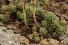 Sedum sediforme (Jacq.) Pau