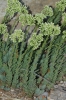 Sedum sediforme (Jacq.) Pau