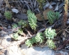 Sedum sediforme (Jacq.) Pau