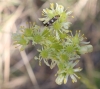 Sedum sediforme (Jacq.) Pau
