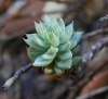 Sedum sediforme (Jacq.) Pau