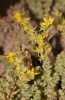 Sedum acre L.