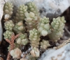 Sedum acre L.