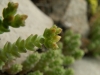 Sedum acre L.