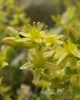 Sedum acre L.