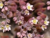 Sedum dasyphyllum L.