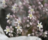 Sedum dasyphyllum L.