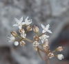 Sedum dasyphyllum L.