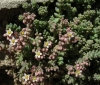 Sedum dasyphyllum L.