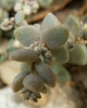 Sedum dasyphyllum L.