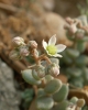 Sedum dasyphyllum L.