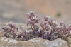 Sedum dasyphyllum L. subsp. dasyphyllum