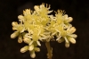 Sedum sediforme (Jacq.) Pau