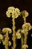 Sedum sediforme (Jacq.) Pau