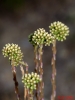 Sedum sediforme (Jacq.) Pau