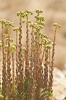 Sedum sediforme (Jacq.) Pau