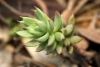 Sedum sediforme (Jacq.) Pau