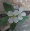 Arabidopsis thaliana ? 5 de 7