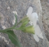 Arabidopsis thaliana ? 7 de 7