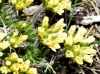 Draba hispanica Boiss. subsp. hispanica Draba hispanica Boiss. subsp. hispanica