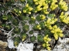 Draba hispanica Boiss. subsp. hispanica Draba hispanica Boiss. subsp. hispanica