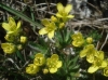 Draba hispanica Boiss. subsp. hispanica Draba hispanica Boiss. subsp. hispanica