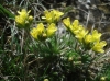 Draba hispanica Boiss. subsp. hispanica Draba hispanica Boiss. subsp. hispanica