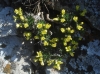 Draba hispanica Boiss. subsp. hispanica Draba hispanica Boiss. subsp. hispanica