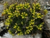 Draba hispanica Boiss. subsp. hispanica Draba hispanica Boiss. subsp. hispanica
