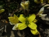 Draba hispanica Boiss. subsp. hispanica Draba hispanica Boiss. subsp. hispanica