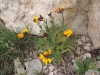 Erysimum cheiri ? 1d3
