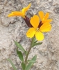 Erysimum cheiri ? 2 de 5 Erysimum cheiri ? 2 de 5