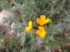 Erysimum cheiri ? 2d3