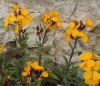 Erysimum cheiri ? 3 de 5 Erysimum cheiri ? 3 de 5